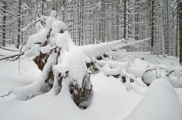 Floresta de Inverno — Fotografia de Stock