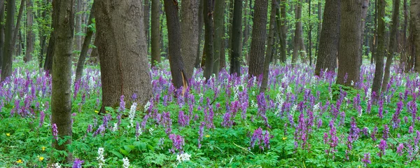 Kwiaty w lesie — Zdjęcie stockowe