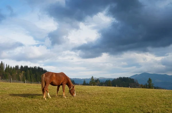 Häst på betesmark — Stockfoto