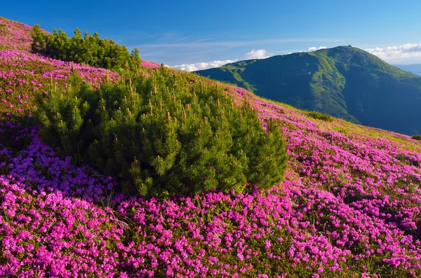 Sommar landskap med blommor — Stockfoto