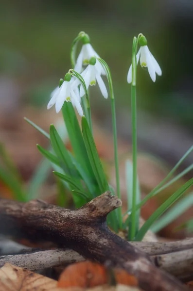 Gotas de neve brancas na floresta — Fotografia de Stock