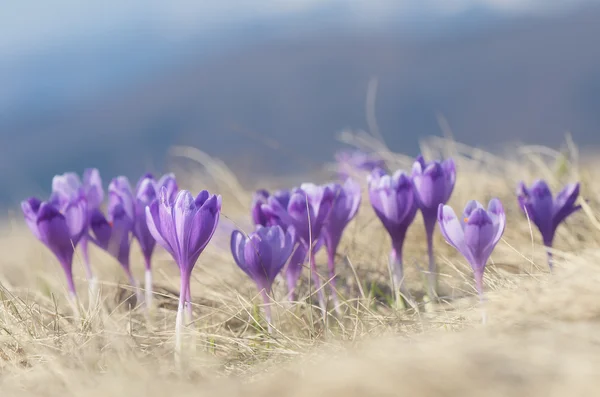 Kvetoucí krokusy — Stock fotografie