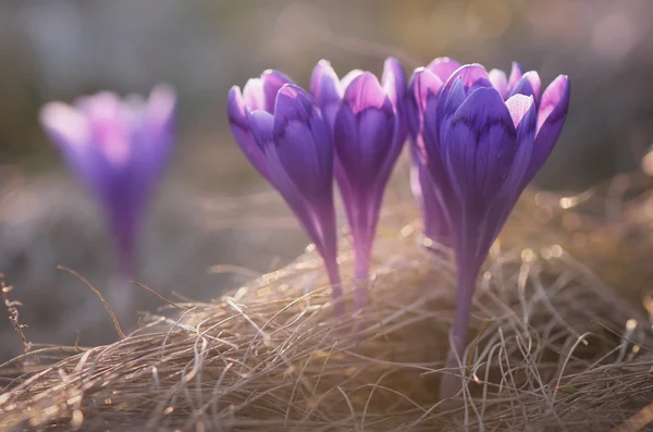 Crocuses on meadow — Stock Photo, Image