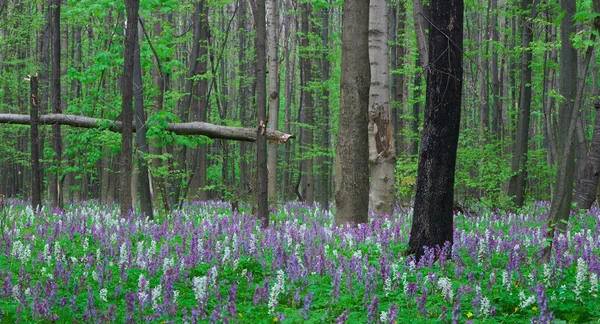 Krajobraz w lesie wiosennym — Zdjęcie stockowe