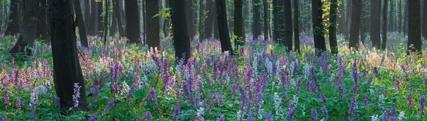 Krajina v jarním lese — Stock fotografie