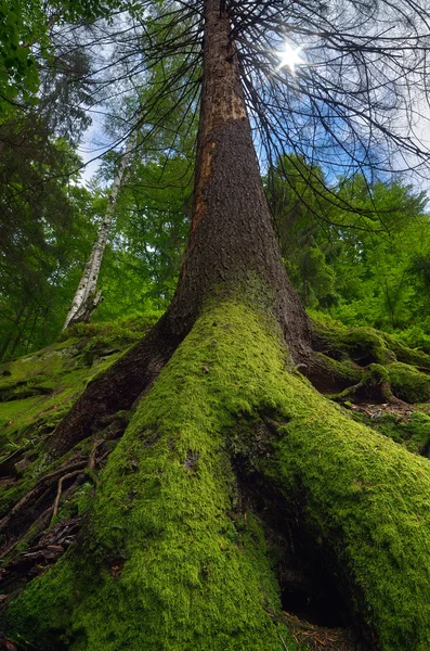 Moos auf dem Baum — Stockfoto