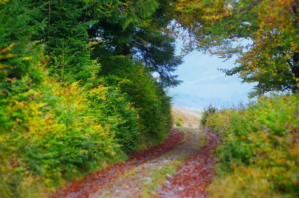 Weg in het herfstbos — Stockfoto