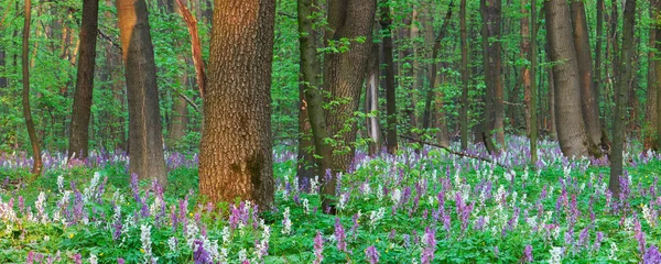 Lente in het bos — Stockfoto