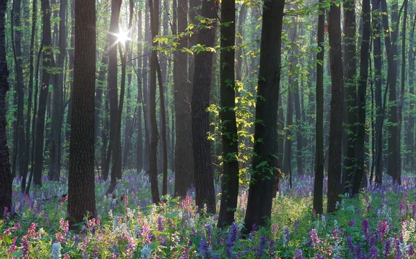 森林里的春天 — 图库照片