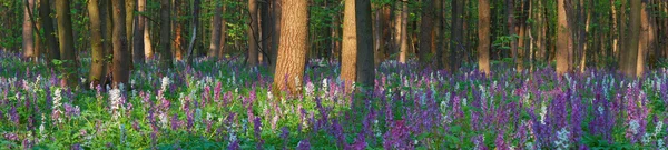 Jarní květiny v lese — Stock fotografie