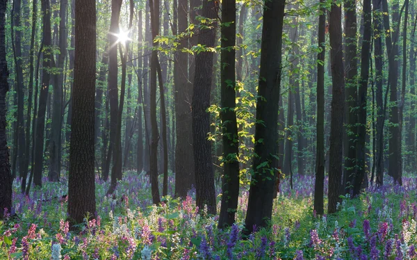 Spring in the forest — Stock Image Spring in the forest Stock Photo