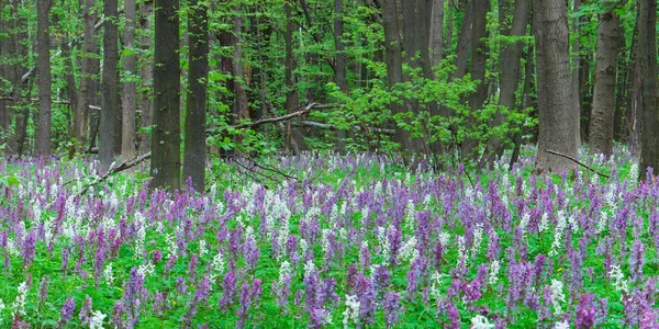 Lente in het bos — Stockfoto