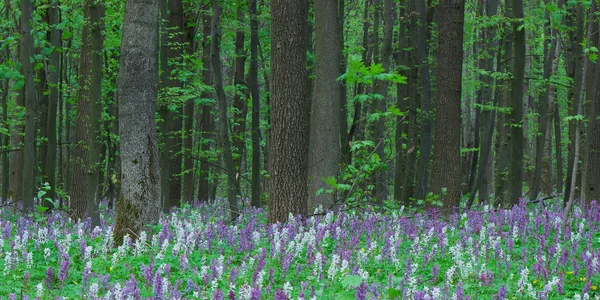 Первоцвет в лесу — стоковое фото