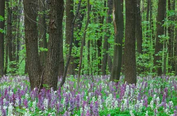 Vårskog — Stockfoto