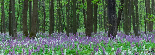 Jarní krajina. Květiny v lese — Stock fotografie