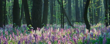 Spring forest with flowers