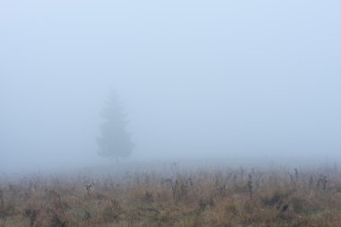 Sisin içinde çeki düzen vermek