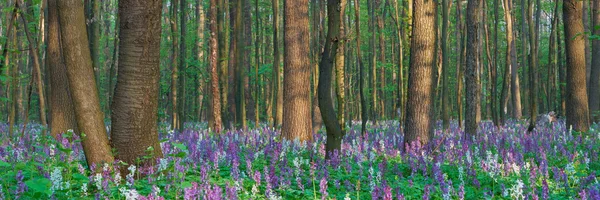 Las pnorama wiosna — Zdjęcie stockowe