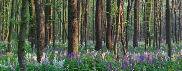 Forest pnorama spring — Stock Photo, Image