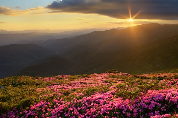 Fleurs dans les montagnes — Photo