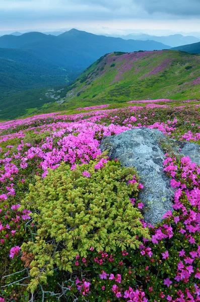 Bergblumen — Stockfoto