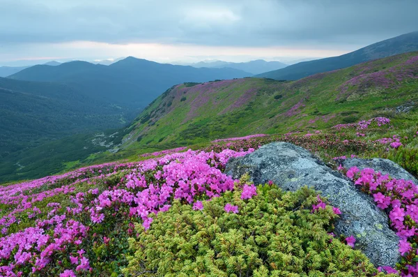 Montaña paisaje con flores — Foto de Stock