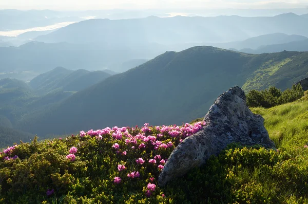 산의 꽃들 — 스톡 사진