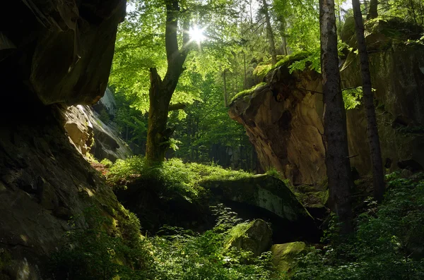 Prachtig bos — Stockfoto