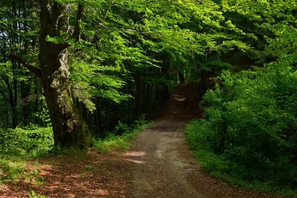 Camino forestal — Foto de Stock