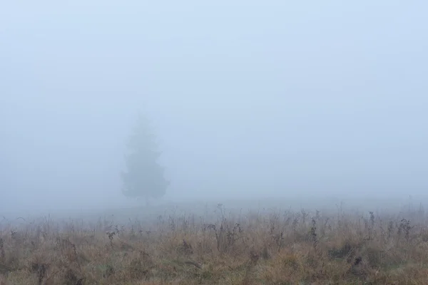 Ель в тумане — стоковое фото