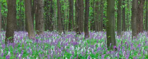 Krajina v jarním lese — Stock fotografie