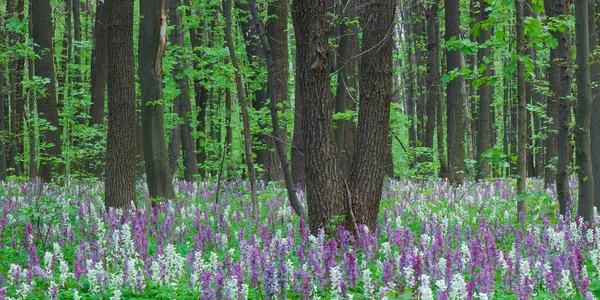 Primrose in het forest — Stockfoto