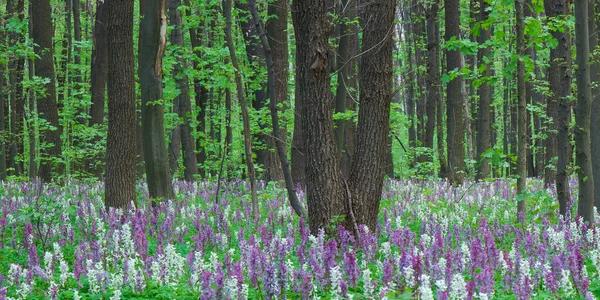 Prímula na floresta — Fotografia de Stock