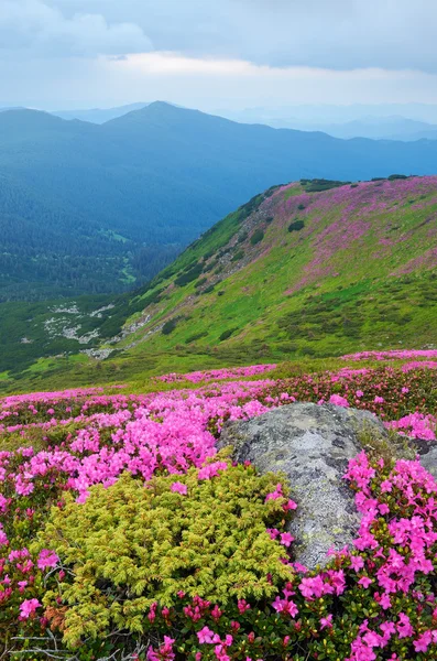 Flores nas montanhas — Fotografia de Stock