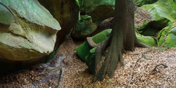 Tree with beautiful root — Stock Photo, Image