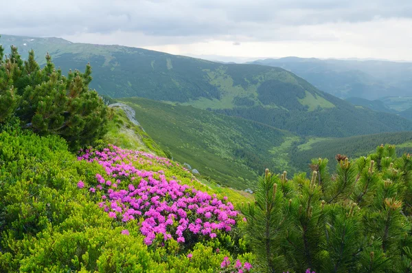 Zomer landschap met bloemen — Stockfoto