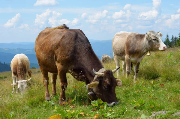 Vacas em pastagens — Fotografia de Stock