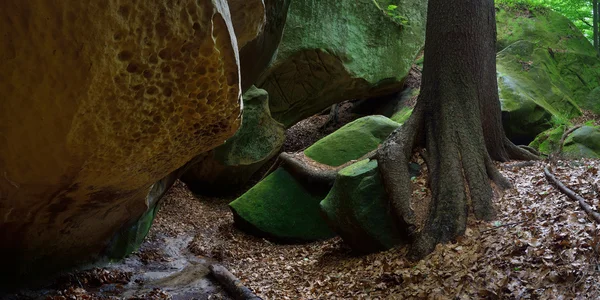 Paesaggio forestale con rocce — Foto Stock