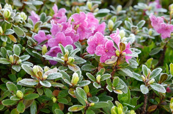 Fiori in hoarfrost — Foto Stock