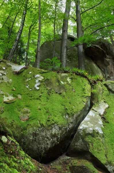 Foresta delle fate — Foto Stock