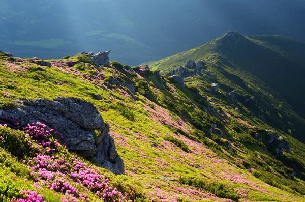 Sommer in den Bergen — Stockfoto