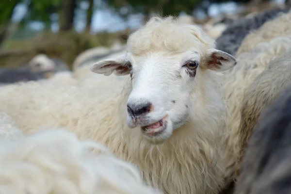 Portrait d'un mouton — Photo