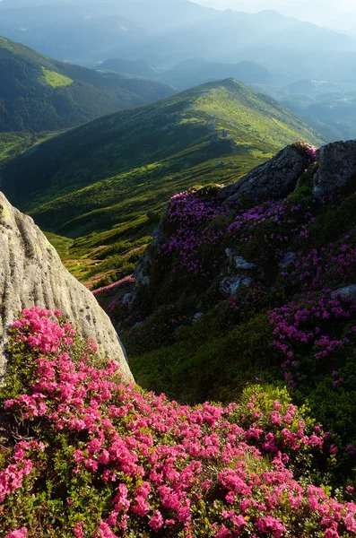 산의 꽃들 — 스톡 사진