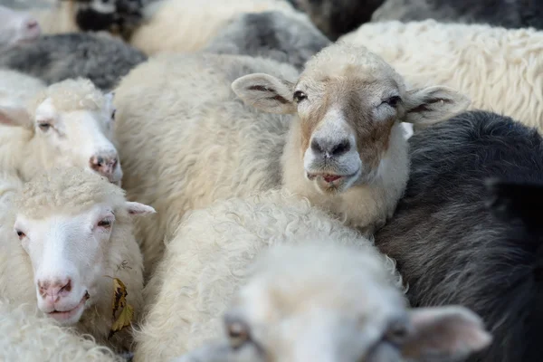 Moutons dans le troupeau — Photo