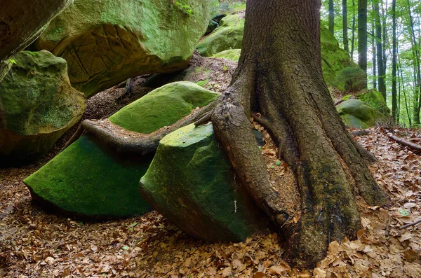 Raíces de un árbol sobre una roca — Foto de Stock