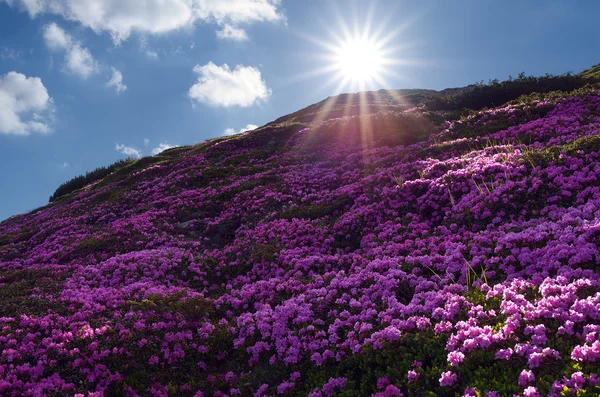 Blumenfelder in den Bergen — Stockfoto