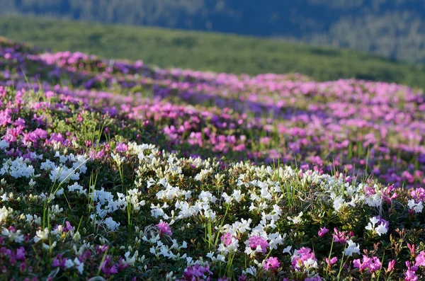 在山坡上的鲜花 — 图库照片
