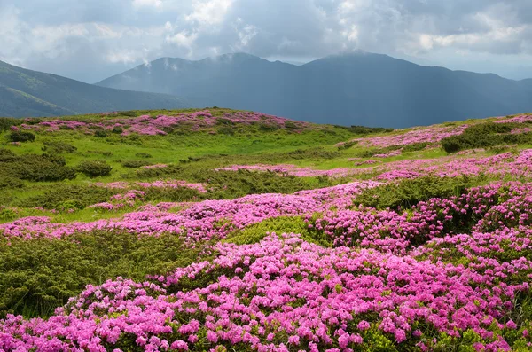 Fields of flowers in the mountains — Stock Photo, Image