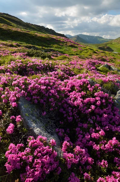 Flowers in the mountains — Stock Photo, Image