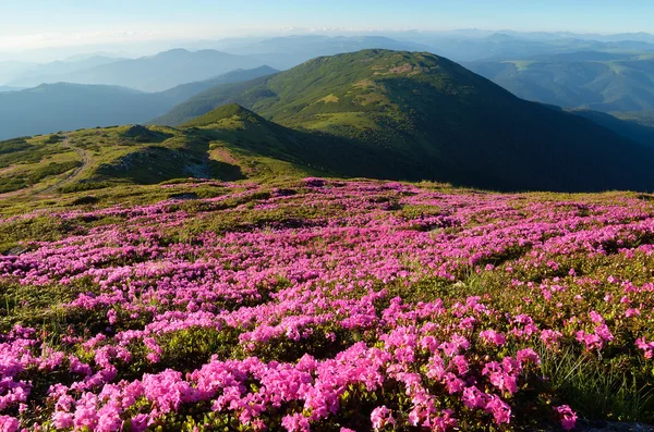 Fleurs dans les montagnes — Photo